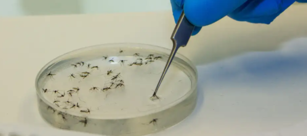 Febre Oropouche é transmitida por mosquitos e maruins