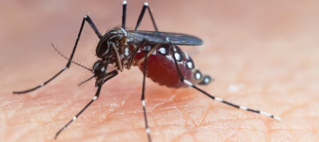 Mosquito Aedes aegypti. Feche um Mosquito sugando sangue humano