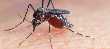 Mosquito Aedes aegypti. Feche um Mosquito sugando sangue humano